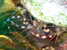 Banded Coral Shrimp IMG 7355